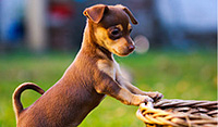 子犬を飼い始めたら