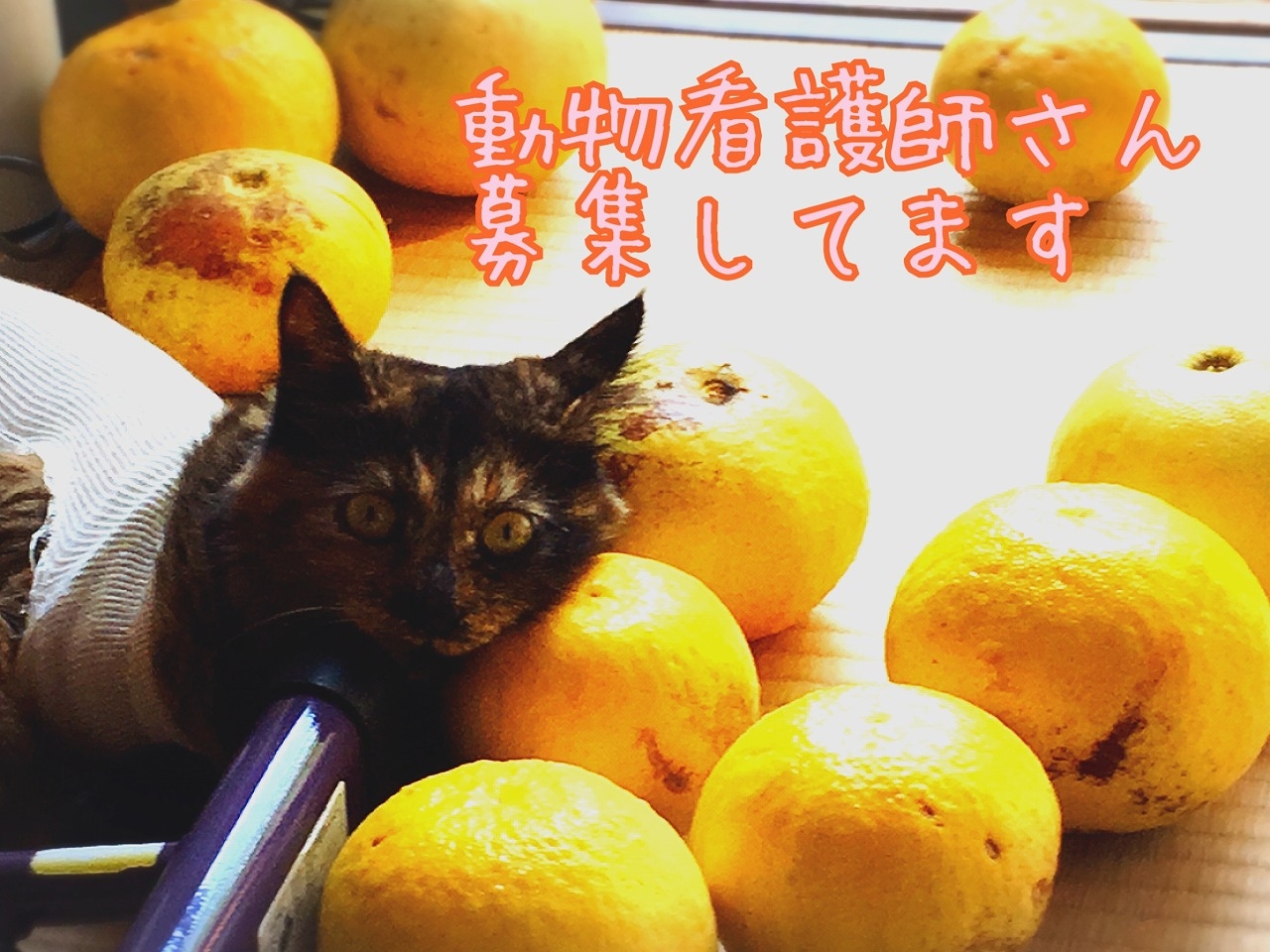 ニコです。