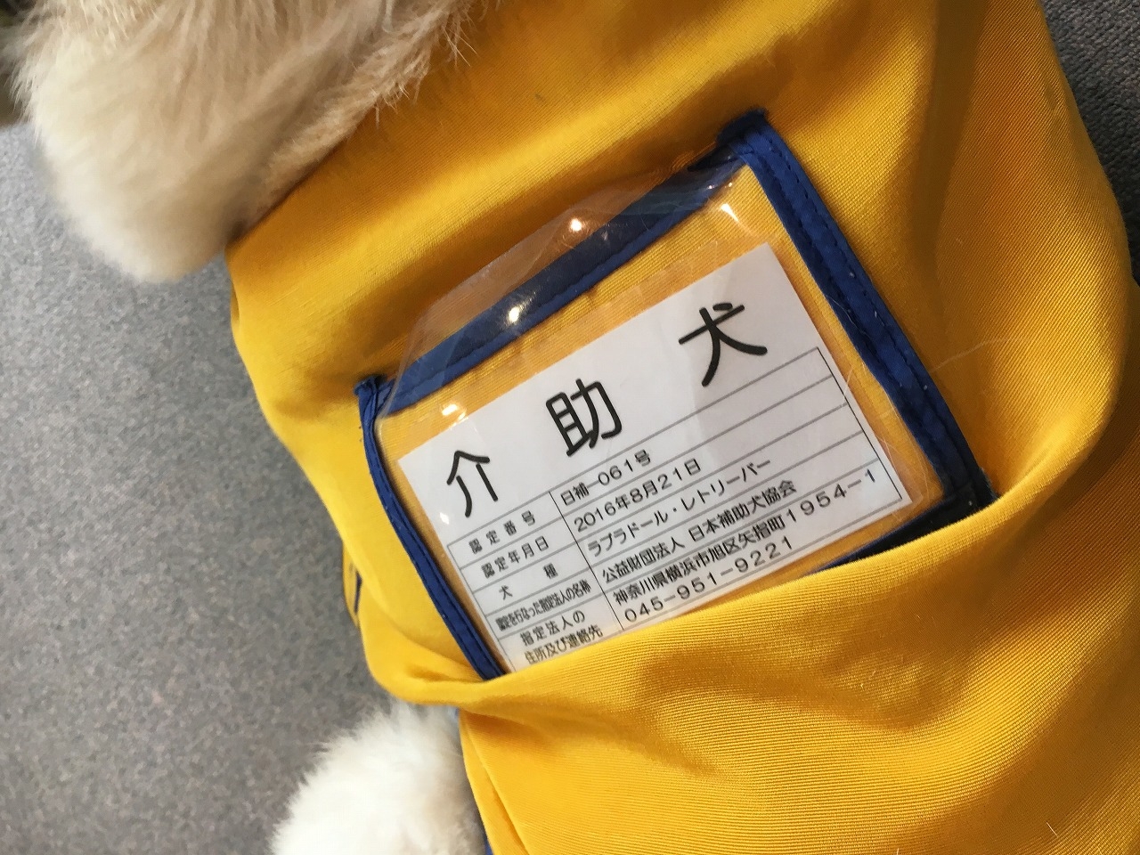 介助犬
