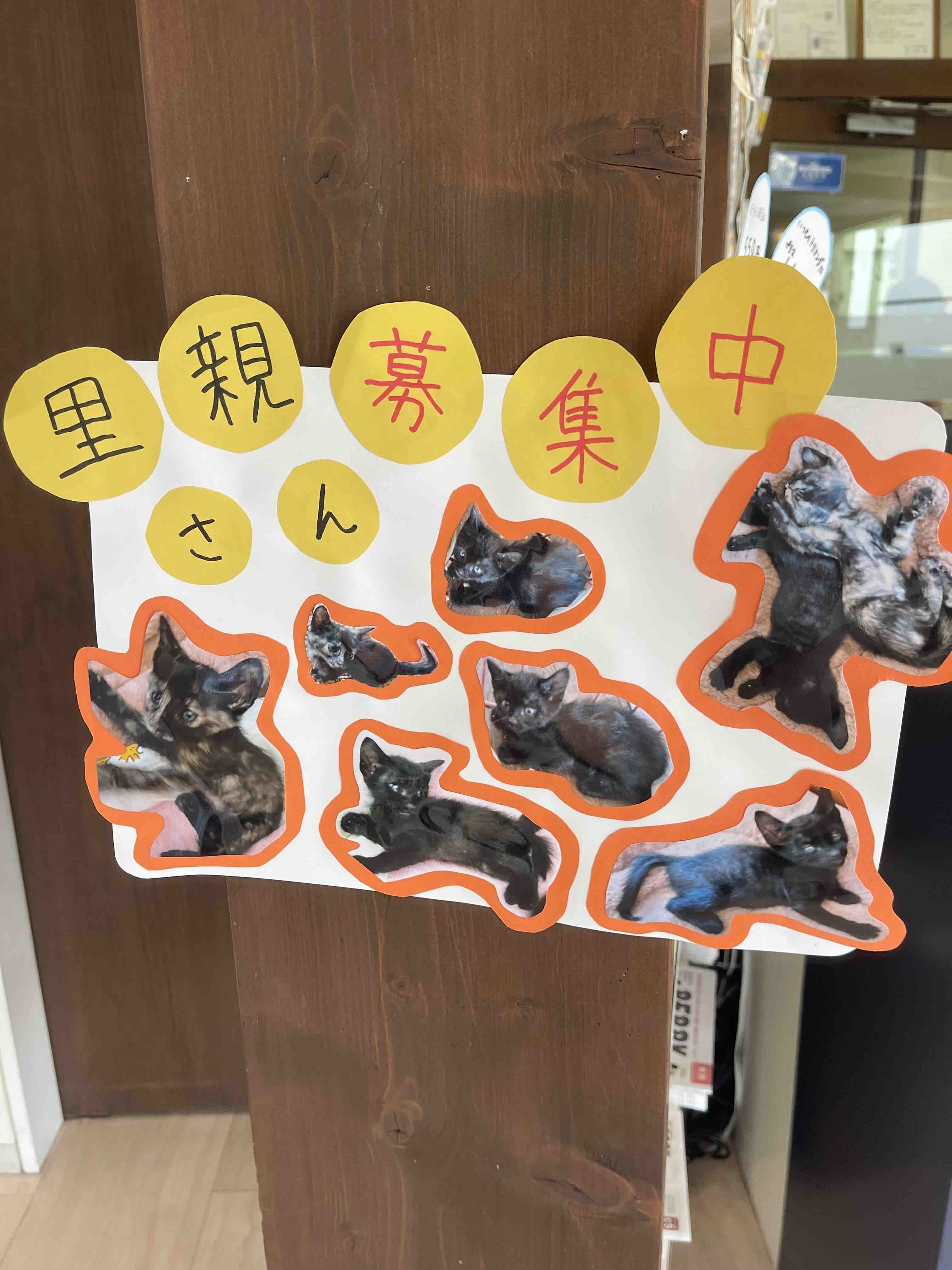 boshu1
