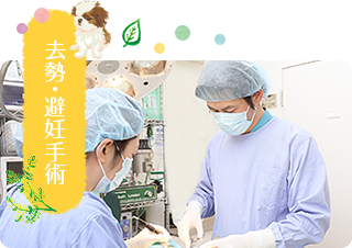 去勢・避妊手術