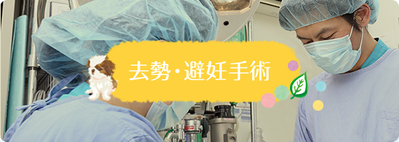 去勢・避妊手術