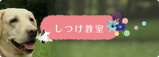 しつけ教室